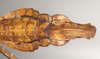 CollectionObject 1557527; NHMUK(SF IMPORT DUPLICATE) 845098, c04b87f0-7e74-4660-85e2-5ca7fe34a925: copyright Natural History Museum, London. female: end of abdomen, ventral view (holotype). (CollectionObject).