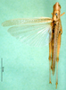 CollectionObject 1502827; 131ceca7-b23a-4a39-813d-bf81107b2ec8: female, dorsal view (paratype of Ochrilidia variopicta). (CollectionObject).