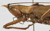 CollectionObject 1539575; d056269b-f56c-4b65-9fc1-d1fef7365223: male head and pronotum, lateral view (syntype). (CollectionObject).