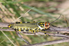 Zoniopoda omnicolor (Blanchard, 1843): female. (Otu).