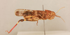 CollectionObject 1519488; c517be72-a1b3-4880-8dd8-cac80e63b48a: male, lateral view (holotype). (CollectionObject).
