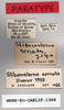 CollectionObject 1573934; 8c055bf4-4c65-43c0-982d-2941dd755e5f: female, labels (paratype). (CollectionObject).