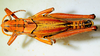 CollectionObject 1564546; bc6fd94f-92f7-41cd-9a1a-7e71d50f5f7d: 2012. male, dorsal view. (CollectionObject).