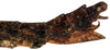 CollectionObject 1578598; 65c5b7c5-5073-473b-9c7b-3e94df8cff01: copyright ISNB, Brussels. female: end of abdomen, lateral view (paratype). (CollectionObject).