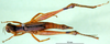 CollectionObject 1589652; e65841b6-6740-4b78-bb6a-fee71abf38ae: female, dorsal view (allotype). (CollectionObject).