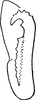Pygofer appendages on Platymetopius (Platymetopius) rostratus (Herrich-Schäffer, 1834): Pygofer appendages. (Observation).
