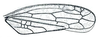 Forewing on Twiningia blanda (Ball, 1901): Twiningia blanda, forewing. (Observation).