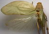 CollectionObject 1505940; d3f132e0-d989-457a-9b98-d40a308fd708: female habitus, dorsal view (holotype). (CollectionObject).