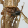 CollectionObject 1476060; 24d09a36-2f7f-45f2-861e-b040af05ccfa: male stridulatory apparatus (holotype). (CollectionObject).