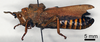 CollectionObject 1535542; 207d3efe-22b4-4843-970e-79f950e70bc4: male, lateral view (lectotype of Petasia anchietae). (CollectionObject).