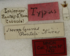 CollectionObject 1535221; 8f43efe5-86ec-4072-a74b-36573c3fc5dd: labels (syntype). (CollectionObject).