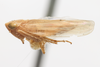 Habitus, lateral view: !! display not done !! on Graminella mohri DeLong, 1937: (Observation).