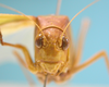 CollectionObject 1542957; DEES MZLQ-I0099', c61bc725-75d2-4d06-8500-6681b05e5709: male, apex of the head frontal view (syntype of Microcentrum bicentenarium). (CollectionObject).