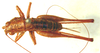 CollectionObject 1543684; 17350f67-1a47-4073-bbf6-377844aa12bc: female, dorsal view (syntype). (CollectionObject).
