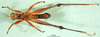 CollectionObject 1500965; e3b10e67-6071-4487-9fc2-043941d5a049, MfN BA000597S01: male, ventral view (holotype). (CollectionObject).