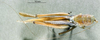 CollectionObject 1566136; 3f24be63-800e-444b-af14-9035251fcd0e: male, dorsal view (syntype). (CollectionObject).