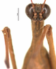 CollectionObject 1581858; 716bcb35-9a55-4c80-b14c-1d7d11047c54: female, frontal view (paratype). (CollectionObject).