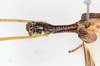 CollectionObject 1560947; NMW 155, 9755451c-0149-4e90-bc05-faf318fdcad6: copyright NMW, Vienna. male: head & thorax, dorsal view (holotype). (CollectionObject).