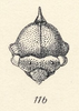 Head: !! display not done !! on Lophyraspis scutellata (Fowler, 1896): (Observation).