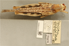 CollectionObject 1586172; 575acbb1-7b24-4c2f-8804-3d9dfcaa0f4b: female, dorsal view, labels. (CollectionObject).