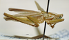 CollectionObject 1537780; f8ab8437-c8af-49be-99a8-30b0979d51e9: male, lateral view. (CollectionObject).