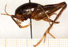 CollectionObject 1499671; 834e18f2-fd98-4743-bc6c-6f2bb473ab87: female, lateral view. (CollectionObject).