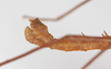CollectionObject 1560242; b69455ee-d724-4e9a-9cfd-f61fb8882596: copyright ZMB, Berlin. male: end of abdomen, lateral view (holotype). (CollectionObject).