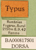 CollectionObject 1501417; c59db8bd-1df8-4366-91ac-93d77b4283cc, DORSA BA000817S01: labels (holoytype). (CollectionObject).
