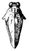 Amphinotulus overbecki Günther, 1939: Fig. 91. female, head and pronotum, dorsal view. (Otu).