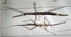 CollectionObject 1561744; 24c8da2d-f6a9-40b1-90c1-13c8b4f2310b: copyright MHNG, Geneva. female of Bacillus (Ramulus) humberti (paralectotypes). (CollectionObject).