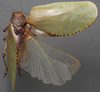 CollectionObject 1505838; 21c3650c-79ff-4c0e-85f7-fd01f0e6c019: male, dorsal view. (CollectionObject).
