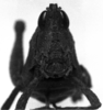 CollectionObject 1506208; 8ef5f27a-0f2e-4c80-8af9-9196873e124b: Image Carbonell, C.S. male, frontal view (lectotype). (CollectionObject).