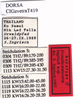 CollectionObject 1503515; 35bfde83-e713-43d5-8f69-6c0be959e22e: labels (holotype). (CollectionObject).