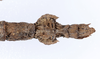 CollectionObject 1562344; d87f2d45-234a-4fbc-acf9-4ad71db781c4: copyright ZMUH, Hamburg. female: end of abdomen, dorsal view (holotype). (CollectionObject).