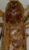 CollectionObject 1544422; ab7647bc-c899-497d-82ac-7d0811de4a86: male pronotum and stridulatory area, dorsal view. (CollectionObject).