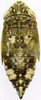 Nymph on Colladonus geminatus (Van Duzee, 1890): (Observation).