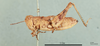 Paregnatius salavatiani Popov, 1951: female, lateral view (holotype). (Otu).
