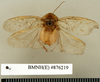 Hemelytroblatta maris-mortui (Janson, 1891): Copyright Natural History Museum, London. Holotype (adult male) in BM(NH). Dorsal view. (Otu).