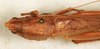 CollectionObject 1595717; 2adf3d38-e68c-47c3-bcf8-96bd8b6f0ef3: male, dorsal view. (CollectionObject).