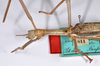 CollectionObject 1559876; 844cc4b3-630b-46e6-a05d-719e20513909: copyright ZMHB, Berlin. male: head & thorax, lateral view of Cyphocrania acanthomera (holotype). (CollectionObject).