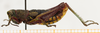 CollectionObject 1514651; 622a1555-3ced-4f93-b0de-0eded33cd7ed: female, lateral view (paratype). (CollectionObject).
