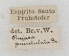 CollectionObject 1532117; NMW 393 b, 6fdd0242-d30b-4123-b80e-dd5319ceb3dd: labels (holotype). (CollectionObject).