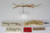 CollectionObject 1557141; a3146425-b588-4c70-b7bb-212b3f14ddd0: copyright ZMUH, Hamburg. female juv., lateral view (syntype). (CollectionObject).