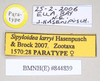 CollectionObject 1562744; NHMUK(SF IMPORT DUPLICATE) 844839, f991f9d2-25ac-401c-9880-f67c5e214fb3: copyright Natural History Museum, London. female, data labels (paratype). (CollectionObject).
