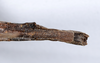 CollectionObject 1559387; f710804b-5bd8-40d0-8f0d-f6c441cf5742: copyright ANSP. female: end of abdomen, ventral view (holotype). (CollectionObject).