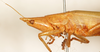 female head and pronotum, lateral view (syntype). Depicts CollectionObject 1531639; 6259563a-1b9d-483b-b58f-0223eb9227b8, a CollectionObject.