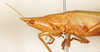 CollectionObject 1531639; 6259563a-1b9d-483b-b58f-0223eb9227b8: female head and pronotum, lateral view (syntype). (CollectionObject).