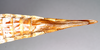 CollectionObject 1557602; 44a43d9c-40e7-4456-8af1-b89668b5bf56: copyright Natural History Museum, London. female: end of abdomen, ventral view (syntype). (CollectionObject).;CollectionObject 1557603; c66fc09a-202d-49a8-b18e-b49c13d04105: copyright Natural History Museum, London. female: end of abdomen, ventral view (syntype). (CollectionObject).