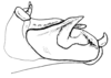 Spathalium liebermanni Ronderos, 1972: Fig. 30. epiphallus, ectophallus and aedeagus apex, lateral view. (Otu).