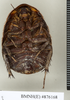 CollectionObject 1573060; NHMUK(SF IMPORT DUPLICATE) BMNH(E) 876170'''', 869d5f17-b88a-4f6e-ada1-1ba73a62440f: Copyright Natural History Museum, London. Syntype (female) in BM(NH). Ventral view. (CollectionObject).